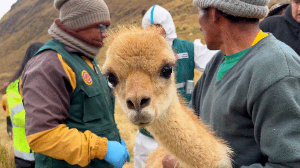 LA COMUNIDAD CAMPESINA DE CORIS CELEBRA EXITOSO CHACCU DE VICUÑAS | Noticia OCP | LA COMUNIDAD CAMPESINA DE CORIS CELEBRA EXITOSO CHACCU DE VICUÑAS | Noticia