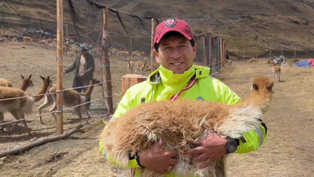 OCP | LA COMUNIDAD CAMPESINA DE CORIS CELEBRA EXITOSO CHACCU DE VICUÑAS | Noticia
