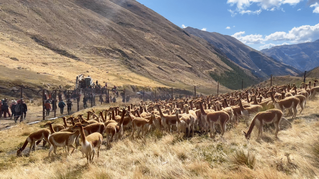 LA COMUNIDAD CAMPESINA DE CORIS CELEBRA EXITOSO CHACCU DE VICUÑAS | Noticia OCP | LA COMUNIDAD CAMPESINA DE CORIS CELEBRA EXITOSO CHACCU DE VICUÑAS | Noticia